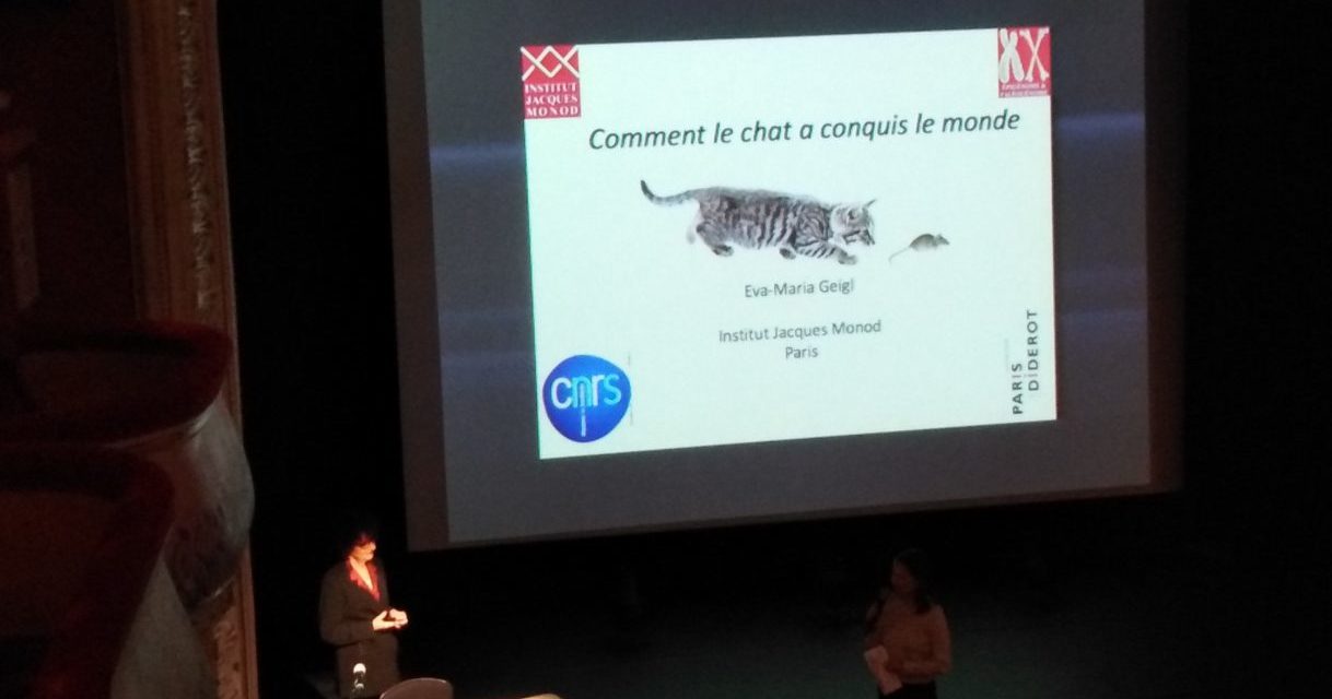 2020 Comment Le Chat A Conquis Le Monde