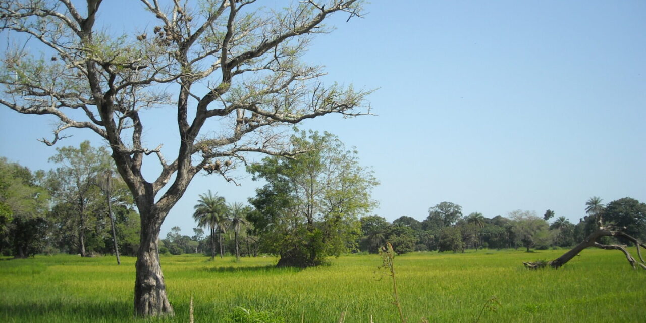 « Sans la terre, qui es-tu ? » : l’attachement à la terre en pays Diola (Sénégal)