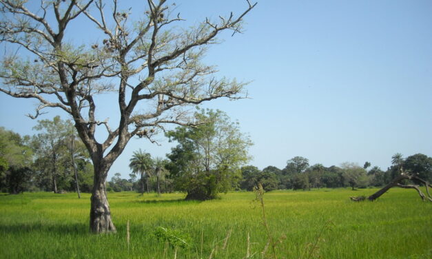 « Sans la terre, qui es-tu ? » : l’attachement à la terre en pays Diola (Sénégal)