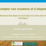 Compter ses moutons et s’adapter : les éleveurs des Alpes du Sud face à la crise de la haute montagne